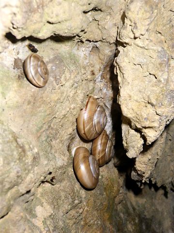 Chilostoma cingulatum colubrinum lago d''Iseo